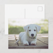 cute white dog puppy briefkaart (Voorkant / Achterkant)