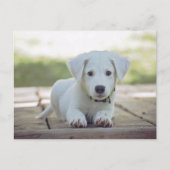 cute white dog puppy briefkaart (Voorkant)