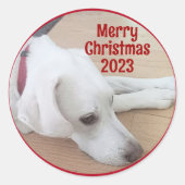 Cute White Dog Wearing Red Collar Kerstmis Ronde Sticker (Voorkant)