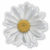 Cute White en Yellow Daisy Floral Sticker (Voorkant)