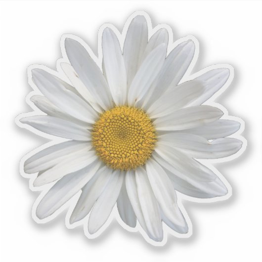 Cute White en Yellow Daisy Floral Sticker (Voorkant)