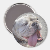 Cute White English Bulldog Magneet (Voorkant / Achterkant)