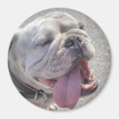 Cute White English Bulldog Magneet (Voorkant)