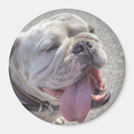 Cute White English Bulldog Magneet (Voorkant)