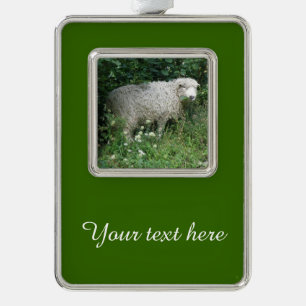 Cute White Fluffy Sheep Eating Custom Ornaming Verzilverd Omlijst Ornament