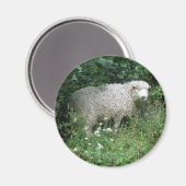 Cute White Fluffy Sheep Eating Magneet (Voorkant / Achterkant)