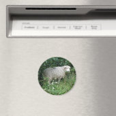 Cute White Fluffy Sheep Eating Magneet (Insitu (Vaatwasser))