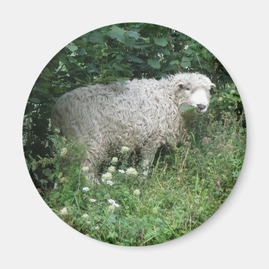 Cute White Fluffy Sheep Eating Magneet (Voorkant)