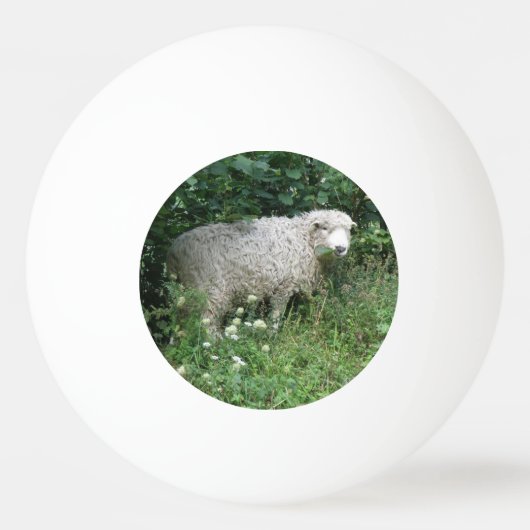 Cute White Fluffy Sheep Eating Ping Ball Ball (Voorkant)