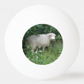 Cute White Fluffy Sheep Eating Ping Ball Ball (Achterkant)