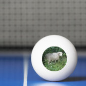 Cute White Fluffy Sheep Eating Ping Ball Ball (Net)