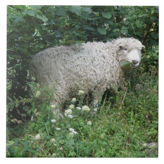 Cute White Fluffy Sheep Eating Tile Tegeltje (Voorkant)