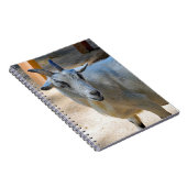 Cute White Goat Photo Notitieboek (Rechterzijde)