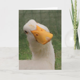 Cute White Goose Birthday Kaart