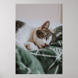Cute White Grey Cat Slaping Poster