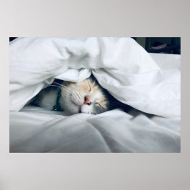 Cute White Grey Cream Cat Slaping Poster