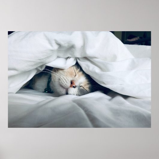 Cute White Grey Cream Cat Slaping Poster (Voorkant)