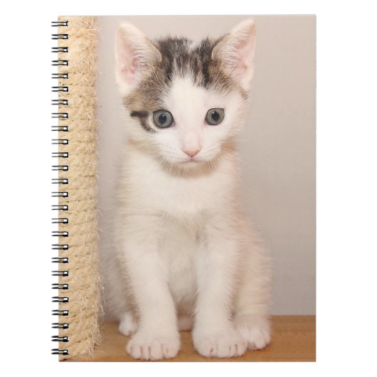 Cute White Kitten met groene ogen Notitieboek (Voorkant)