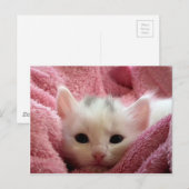 Cute white kitten slapen in roze deken briefkaart (Voorkant / Achterkant)