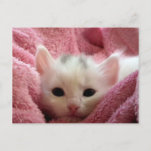 Cute white kitten slapen in roze deken briefkaart