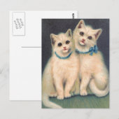 Cute White Kittens Briefkaart (Voorkant / Achterkant)
