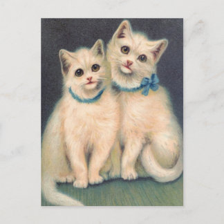 Cute White Kittens Briefkaart