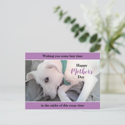 Cute White Labrador Dog Lazy Moederdag Lavender Briefkaart (Staand voorkant)