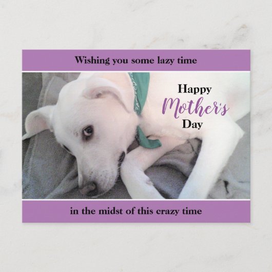 Cute White Labrador Dog Lazy Moederdag Lavender Briefkaart (Voorkant)