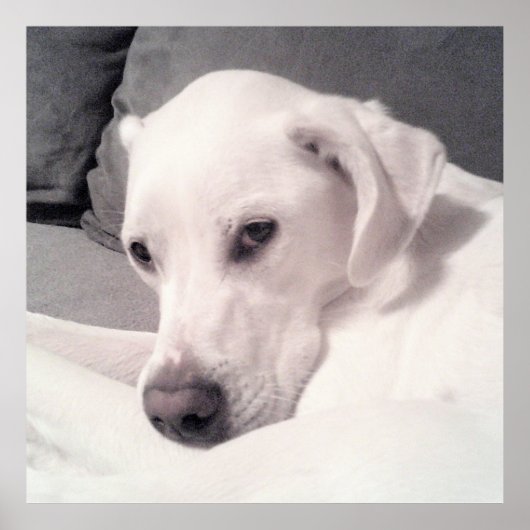 Cute White Labrador Mix Dog Grey Poster (Voorkant)