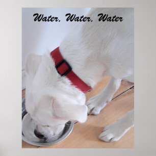 Cute White Labrador Mix Puppy Dog Drink water Poster