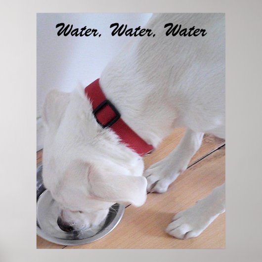 Cute White Labrador Mix Puppy Dog Drink water Poster (Voorkant)
