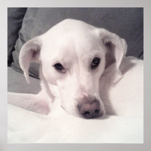 Cute White Labrador Mix Sitting on Couch Grey Poster