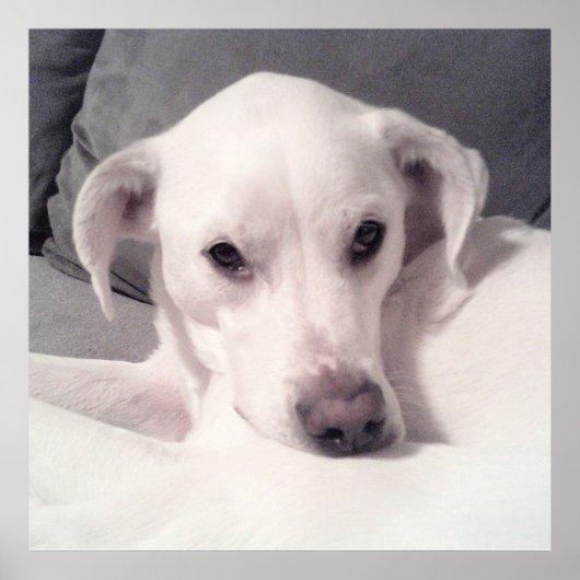 Cute White Labrador Mix Sitting on Couch Grey Poster (Voorkant)