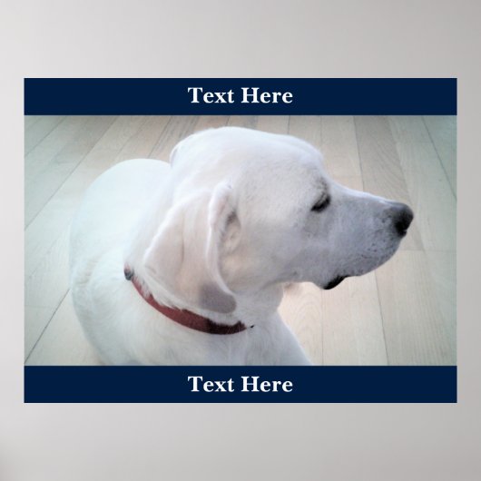 Cute White Labrador Retriever Mix Dog Profiel blau Poster (Voorkant)