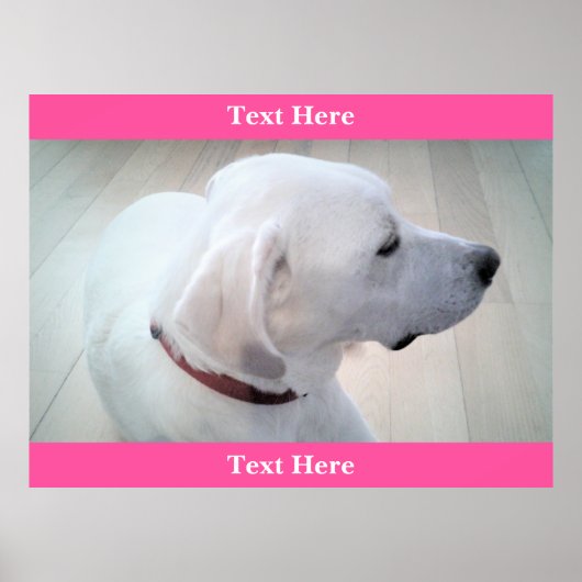 Cute White Labrador Retriever Mix Dog Profiel Roze Poster (Voorkant)