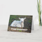 Cute White Lamb Gefeliciteerd! Kaart (Voorkant)