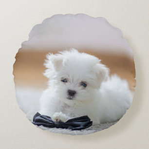 Cute White Maltese puppy Rond Kussen