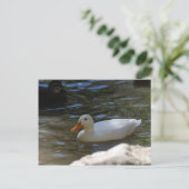 Cute White Pekin Duck zwemt in Pond Briefkaart (Staand voorkant)