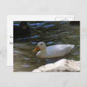 Cute White Pekin Duck zwemt in Pond Briefkaart (Voorkant / Achterkant)