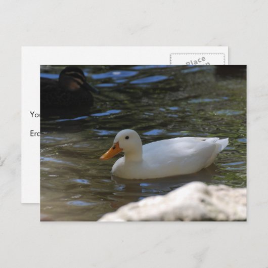 Cute White Pekin Duck zwemt in Pond Briefkaart (Voorkant / Achterkant)