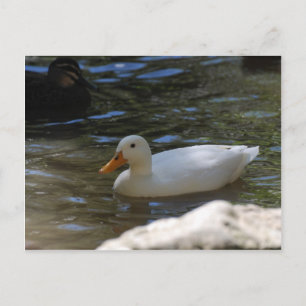 Cute White Pekin Duck zwemt in Pond Briefkaart