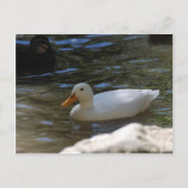 Cute White Pekin Duck zwemt in Pond Briefkaart (Voorkant)