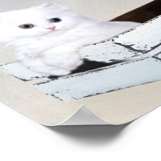 Cute White Persian Kitten Poster (Hoek)