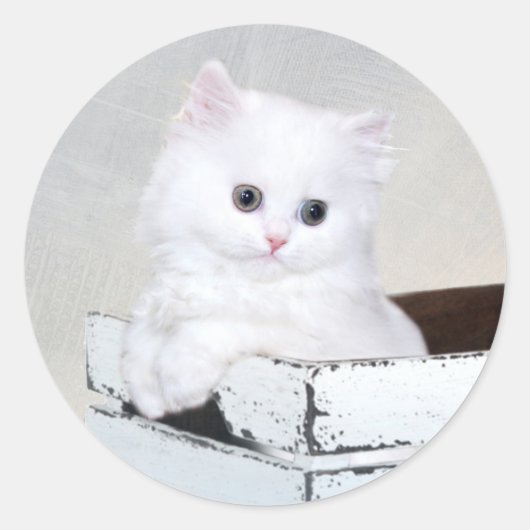 Cute White Persian Kitten Ronde Sticker (Voorkant)