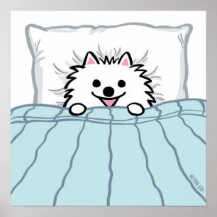 Cute White Pomeranian Dog Tucked in Bed Poster
