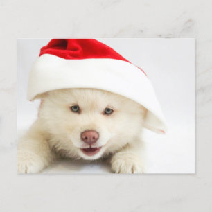 Cute White Puppy Dog in Santa Hat Kerstmis Briefkaart