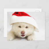Cute White Puppy Dog in Santa Hat Kerstmis Briefkaart (Voorkant / Achterkant)