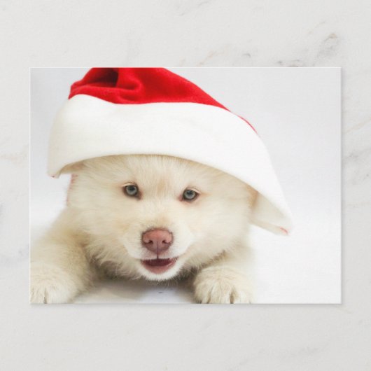 Cute White Puppy Dog in Santa Hat Kerstmis Briefkaart (Voorkant)