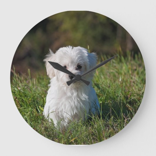 Cute white puppy grote klok (Voorkant)