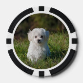 Cute white puppy poker chips (Voorkant)